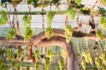 Bunches Of Grapes Hang From A Vine Stock Photo