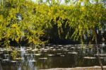 Autumn Scenery Near A Lake With Yellow Leaves On  Trees In Fall Stock Photo