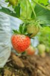 Strawberry Stock Photo