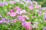 Colorful Flower In Spring Time For Background Stock Photo