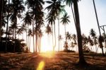 Morning Sun At Coconut Tree Stock Photo