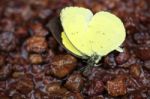 Ant Hunting Yellow Butterfly Stock Photo