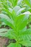 Tobacco Leaves Stock Photo