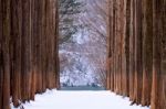 Nami Island In Korea,row Of Pine Trees In Winter Stock Photo