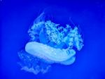 Glowing Jellyfish Under Dark Water Stock Photo