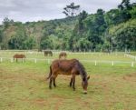 Young Horse Eating Grass In Farm Stock Photo