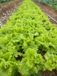 Lettuce Field Stock Photo