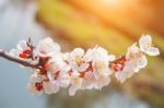 Cherry Blossom With Soft Focus, Sakura Season Background Stock Photo