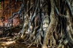 A Budda's Head Traped In A Tree's Roots Stock Photo