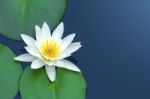 White Lotus Stock Photo