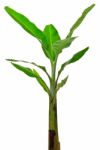 Young Banana Tree Stock Photo