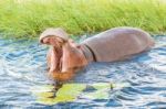 Hippopotamus Stock Photo