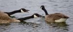 Isolated Photo Of Three Angry Geese Stock Photo