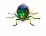 Jewel Beetle Stock Photo