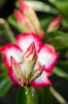  Azalea Flowers Blooming White Color Phu Echea Guard And Sun Stock Photo