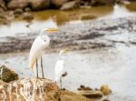 Great White Egret On The Rock At The Ocean Stock Photo