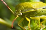 Stink Bug (nezara Viridula) Stock Photo