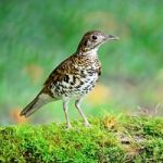 White Thrush Stock Photo