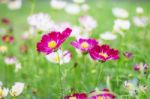 Cosmos Flower With Colorful Stock Photo