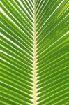 Green Coconut Leaf Isolated On White Background Stock Photo