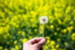 Close-up Of Beautiful Garden Flowers Field A Little Flowers Background Stock Photo