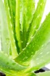 Aloe Vera On White Background Stock Photo