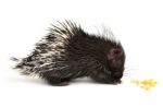 Baby Porcupine Isolated Stock Photo