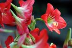 Red Amaryllis Flower Stock Photo