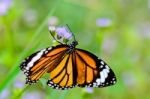 Close Up Common Tiger Or Danaus Genutia Butterfly Stock Photo