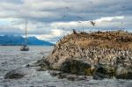 King Cormorant Colony Sits On An Island In The Beagle Channel. S Stock Photo