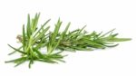 Rosemary Isolated On The White Background Stock Photo