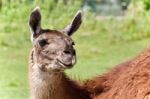 Isolated Image Of A Llama Looking At Camera Stock Photo