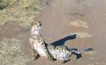 Cheetah In Namibia Stock Photo