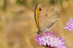 Small Heath (coenonympha Pamphilus) Stock Photo