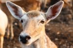 Female Wild Dear Face Stock Photo