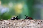 Rhinoceros Beetle Stock Photo