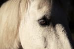 Horse In The Paddock Stock Photo