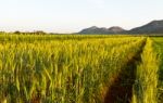 Green Barley Field Stock Photo