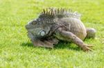 Iguanas At The Iguana Park In Downtown Of Guayaquil, Ecuador Stock Photo