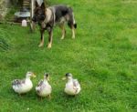 Duck Guard Dog Stock Photo