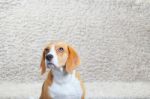 Beagle Dog At Home Stock Photo