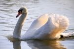 Mute Swan (cygnus Olor) At Warnham Nature Reserve Stock Photo