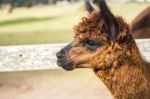 Alpacas In A Field Stock Photo