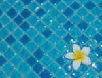 Frangipani Floating On Water Stock Photo