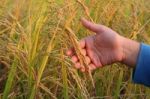 Rice On Young Hand Stock Photo