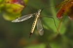 Ichneumon Wasp (syzeuctus) Stock Photo