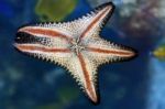 Star Fish Stock Photo