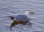 Beautiful Isolated Image With A Swimming Gull Stock Photo