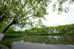 Trees Near The Lake And River Stock Photo