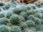 Rebutia Cactus (rebutia Albiflora) Stock Photo